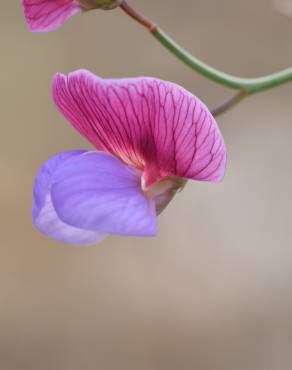 Fotografia 6 da espécie Lathyrus clymenum no Jardim Botânico UTAD