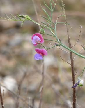 Fotografia 7 da espécie Lathyrus clymenum no Jardim Botânico UTAD