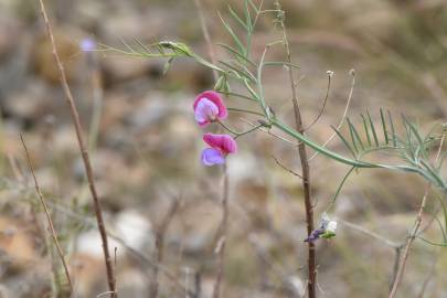 Fotografia da espécie Lathyrus clymenum