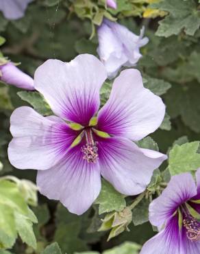 Fotografia 5 da espécie Lavatera maritima no Jardim Botânico UTAD