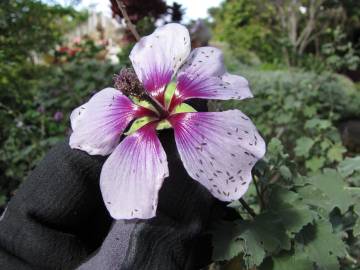 Fotografia da espécie Lavatera maritima