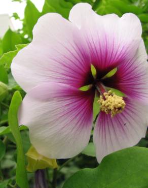 Fotografia 10 da espécie Lavatera maritima no Jardim Botânico UTAD