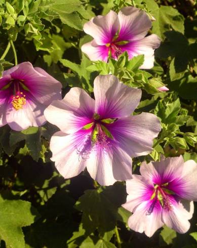 Fotografia de capa Lavatera maritima - do Jardim Botânico