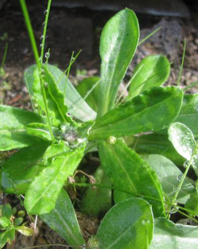 Fotografia de capa Gnaphalium pensylvanicum - do Jardim Botânico