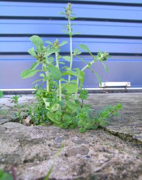 Fotografia 4 da espécie Gnaphalium pensylvanicum no Jardim Botânico UTAD