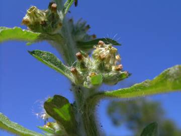 Fotografia da espécie Gnaphalium pensylvanicum