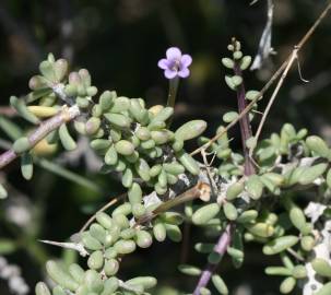 Fotografia da espécie Lycium intricatum