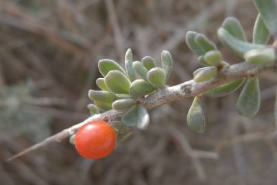 Fotografia da espécie Lycium intricatum