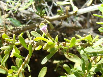 Fotografia da espécie Lycium intricatum