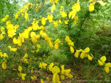 Fotografia da espécie Cytisus striatus