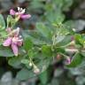 Fotografia 7 da espécie Lycium barbarum do Jardim Botânico UTAD