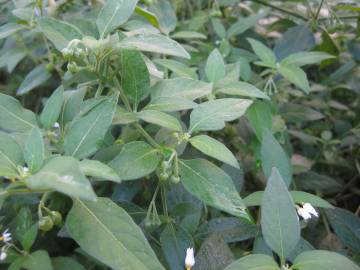 Fotografia da espécie Solanum chenopodioides