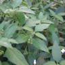 Fotografia 3 da espécie Solanum chenopodioides do Jardim Botânico UTAD