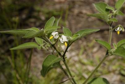 Fotografia da espécie Solanum chenopodioides