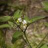 Fotografia 4 da espécie Solanum chenopodioides do Jardim Botânico UTAD