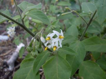 Fotografia da espécie Solanum chenopodioides