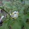 Fotografia 5 da espécie Solanum chenopodioides do Jardim Botânico UTAD