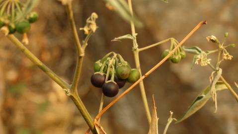 Fotografia da espécie Solanum chenopodioides