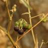Fotografia 6 da espécie Solanum chenopodioides do Jardim Botânico UTAD