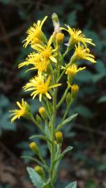 Fotografia da espécie Inula viscosa