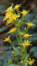 Fotografia da espécie Inula viscosa