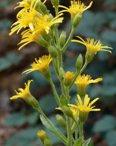 Fotografia de capa Inula viscosa - do Jardim Botânico