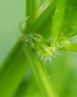 Fotografia 5 da espécie Mercurialis annua no Jardim Botânico UTAD