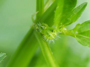 Fotografia da espécie Mercurialis annua