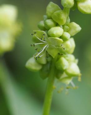 Fotografia 6 da espécie Mercurialis annua no Jardim Botânico UTAD