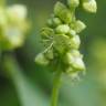 Fotografia 6 da espécie Mercurialis annua do Jardim Botânico UTAD