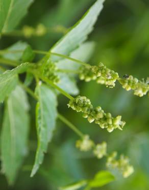 Fotografia 7 da espécie Mercurialis annua no Jardim Botânico UTAD