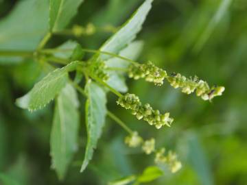 Fotografia da espécie Mercurialis annua