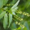 Fotografia 7 da espécie Mercurialis annua do Jardim Botânico UTAD