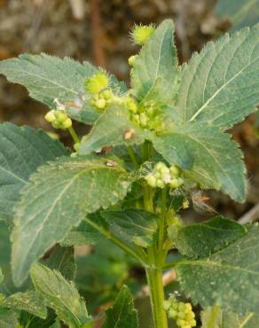 Fotografia 10 da espécie Mercurialis annua no Jardim Botânico UTAD