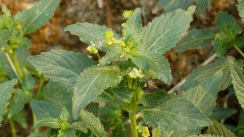 Fotografia da espécie Mercurialis annua