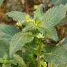 Fotografia 10 da espécie Mercurialis annua do Jardim Botânico UTAD