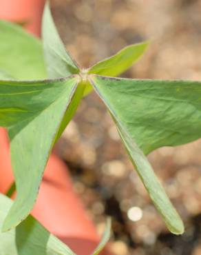 Fotografia 3 da espécie Oxalis latifolia no Jardim Botânico UTAD