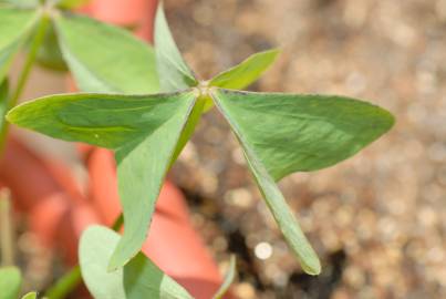 Fotografia da espécie Oxalis latifolia