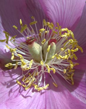 Fotografia 4 da espécie Paeonia broteri no Jardim Botânico UTAD