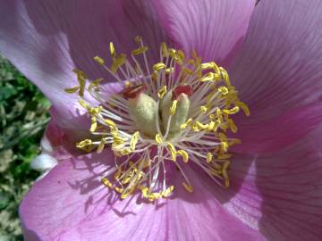 Fotografia da espécie Paeonia broteri