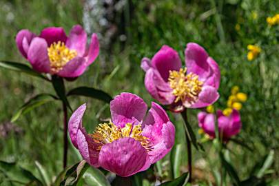 Fotografia da espécie Paeonia broteri