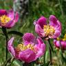 Fotografia 5 da espécie Paeonia broteri do Jardim Botânico UTAD