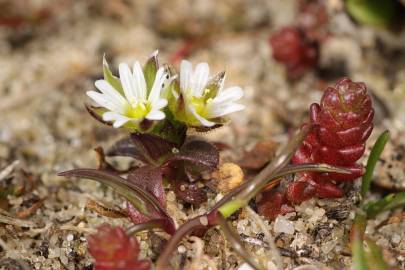 Fotografia da espécie Cerastium diffusum