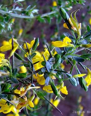 Fotografia 4 da espécie Genista anglica no Jardim Botânico UTAD