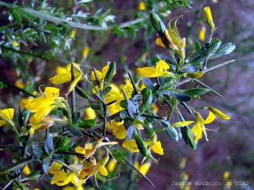 Fotografia da espécie Genista anglica