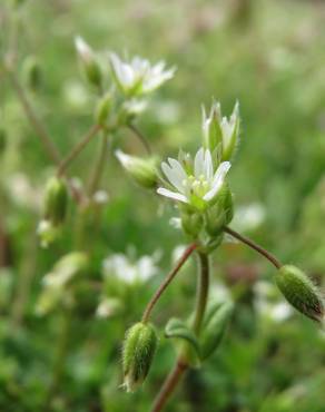 Fotografia 3 da espécie Cerastium semidecandrum no Jardim Botânico UTAD