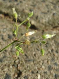 Fotografia da espécie Cerastium semidecandrum