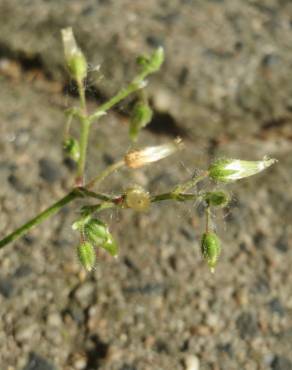 Fotografia 4 da espécie Cerastium semidecandrum no Jardim Botânico UTAD
