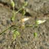 Fotografia 4 da espécie Cerastium semidecandrum do Jardim Botânico UTAD