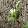 Fotografia 5 da espécie Cerastium semidecandrum do Jardim Botânico UTAD